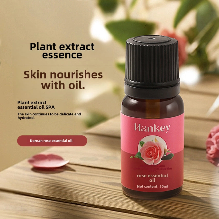 Han Ji rose wormwood plant essential oil beauty salon scraping massage skin care body oil osmanthus compound essential oil